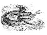 Viper or Adder (Vipera vulgaris) (Job 20.16, Is.30.6, 59.5, Matt.3.7, 12.34, 23.33, Lk.3.7, Act.28.3)